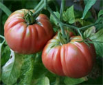 Tomate Belga Rosa Gigante - 20 Sementes - Frete Grátis