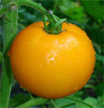 Sementes de Tomate Lemon Boy - 20 Sementes - Frete Grátis